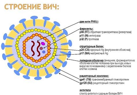 Hogyan fejlődik a HIV az AIDS-hez?